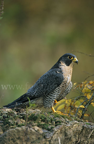 Wanderfalke (Falco peregrinus)