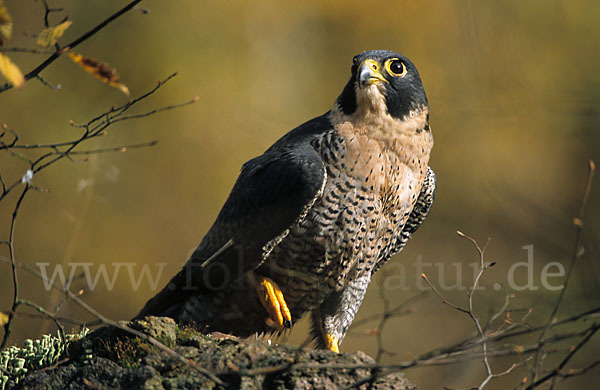 Wanderfalke (Falco peregrinus)