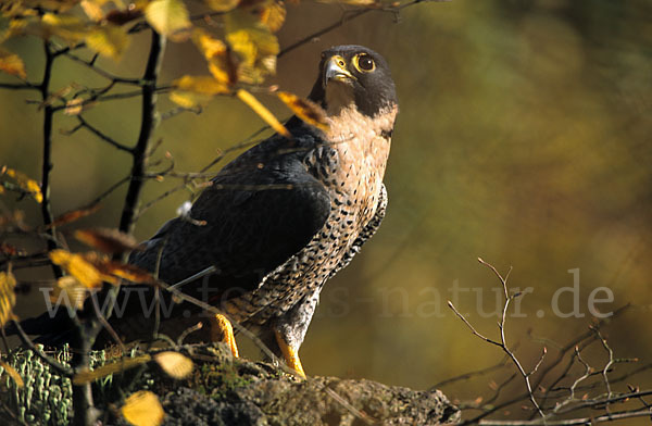 Wanderfalke (Falco peregrinus)