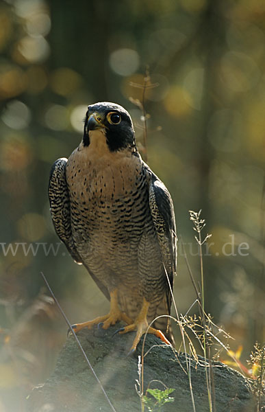 Wanderfalke (Falco peregrinus)