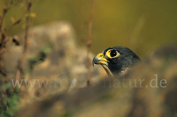 Wanderfalke (Falco peregrinus)