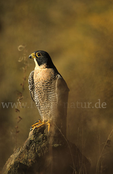 Wanderfalke (Falco peregrinus)