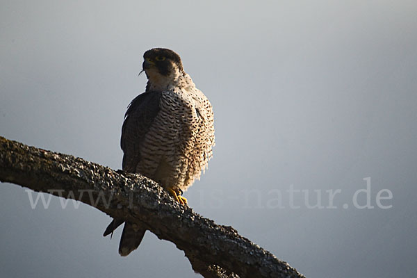 Wanderfalke (Falco peregrinus)