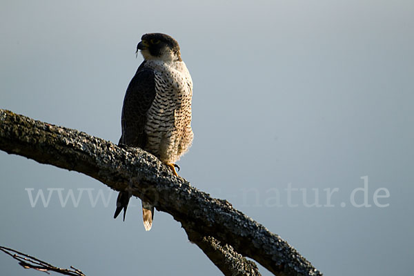 Wanderfalke (Falco peregrinus)