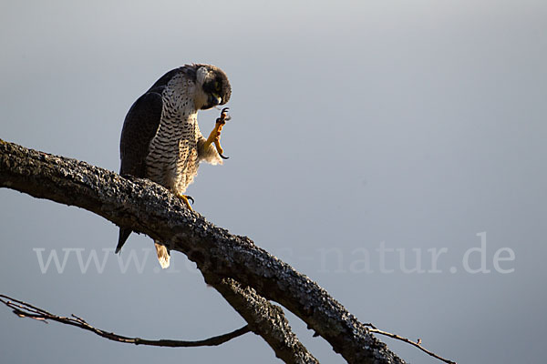 Wanderfalke (Falco peregrinus)