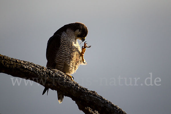 Wanderfalke (Falco peregrinus)