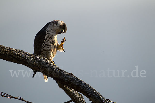 Wanderfalke (Falco peregrinus)