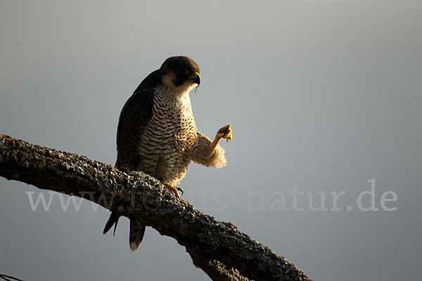 Wanderfalke (Falco peregrinus)