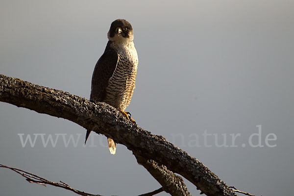 Wanderfalke (Falco peregrinus)