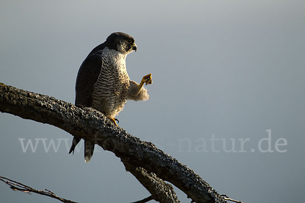 Wanderfalke (Falco peregrinus)