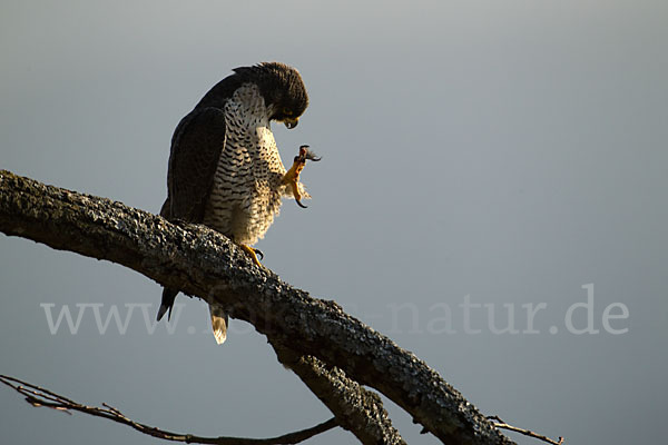 Wanderfalke (Falco peregrinus)