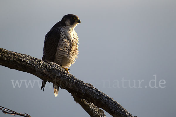 Wanderfalke (Falco peregrinus)