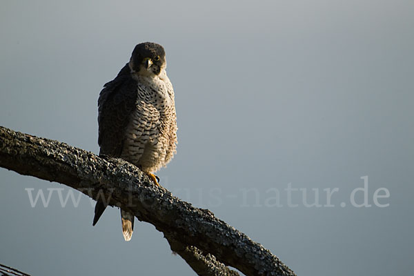 Wanderfalke (Falco peregrinus)