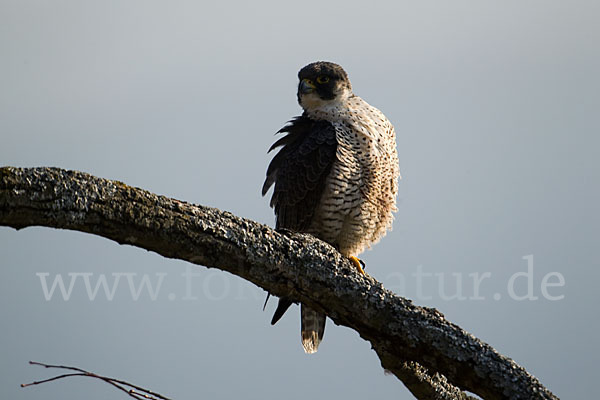 Wanderfalke (Falco peregrinus)