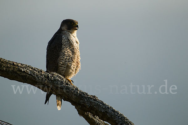 Wanderfalke (Falco peregrinus)