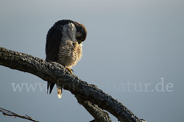 Wanderfalke (Falco peregrinus)