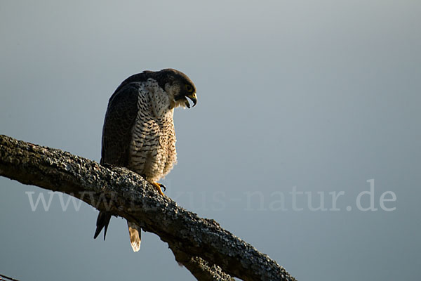 Wanderfalke (Falco peregrinus)