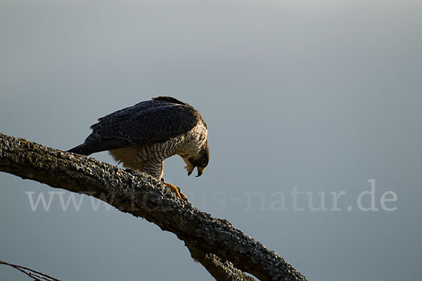 Wanderfalke (Falco peregrinus)