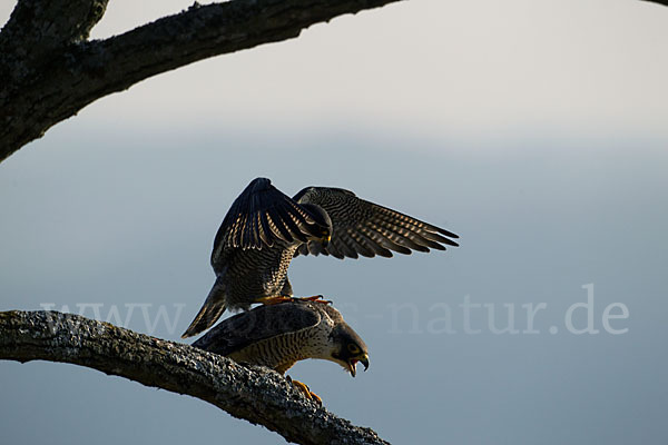 Wanderfalke (Falco peregrinus)