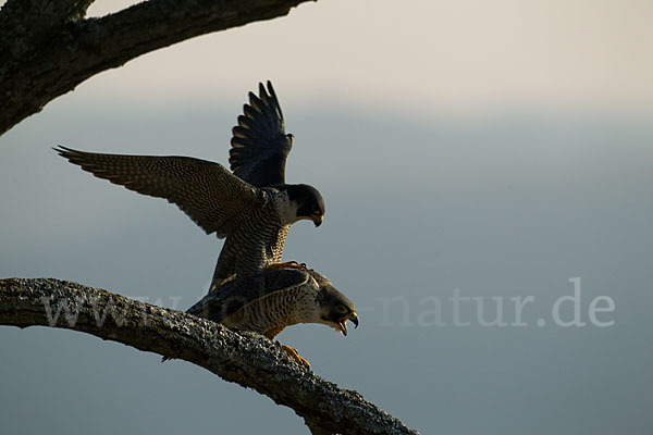 Wanderfalke (Falco peregrinus)