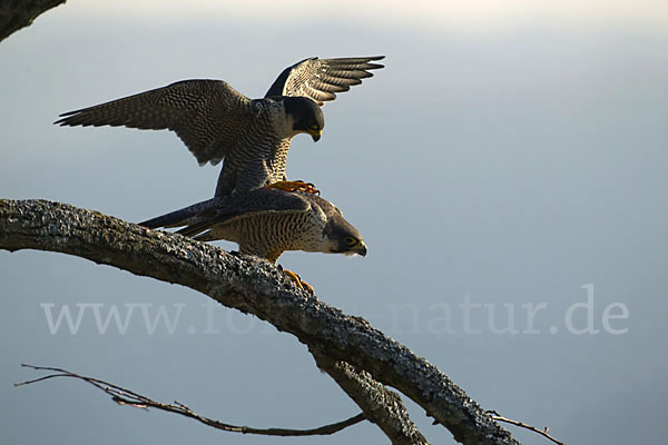 Wanderfalke (Falco peregrinus)