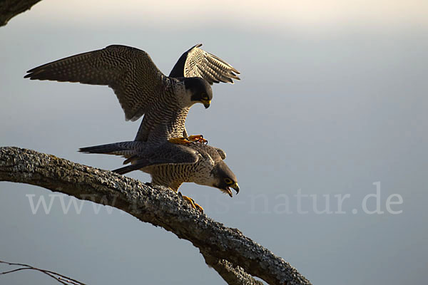 Wanderfalke (Falco peregrinus)