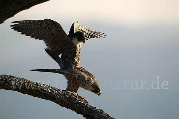 Wanderfalke (Falco peregrinus)