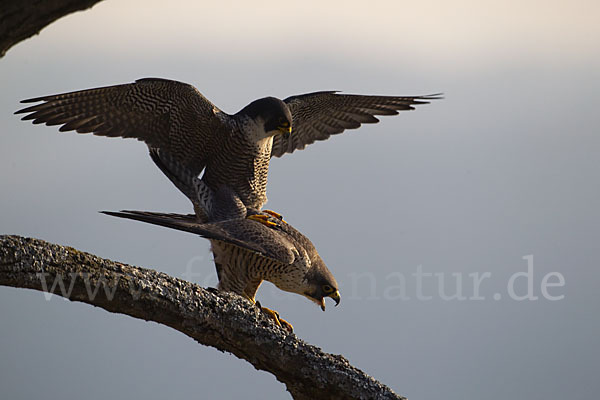 Wanderfalke (Falco peregrinus)