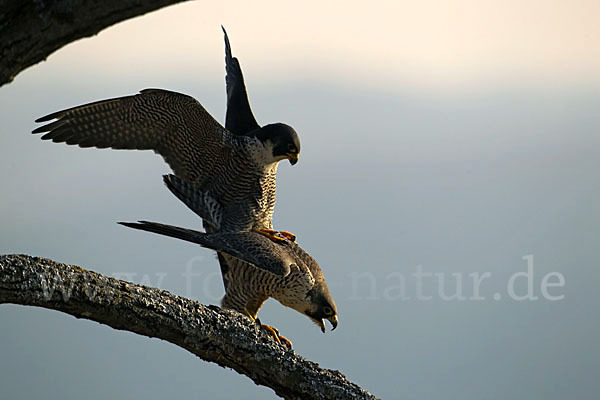 Wanderfalke (Falco peregrinus)