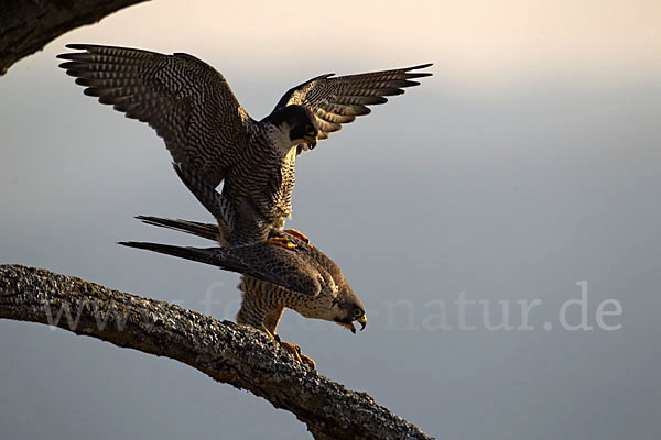 Wanderfalke (Falco peregrinus)