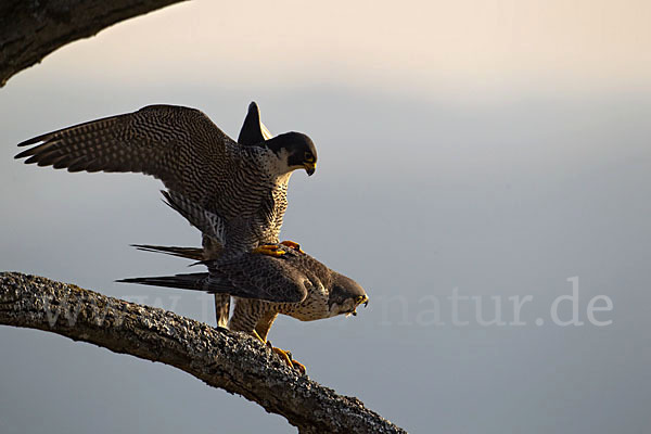 Wanderfalke (Falco peregrinus)