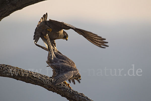 Wanderfalke (Falco peregrinus)