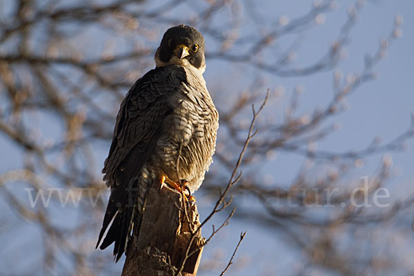 Wanderfalke (Falco peregrinus)