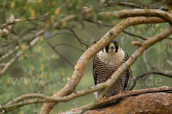 Wanderfalke (Falco peregrinus)