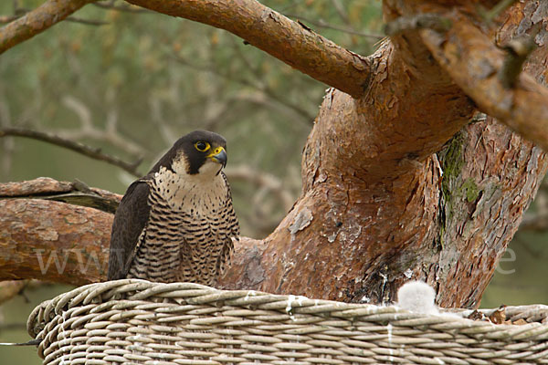 Wanderfalke (Falco peregrinus)