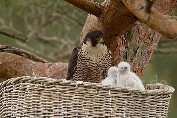 Wanderfalke (Falco peregrinus)