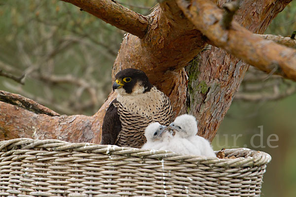 Wanderfalke (Falco peregrinus)