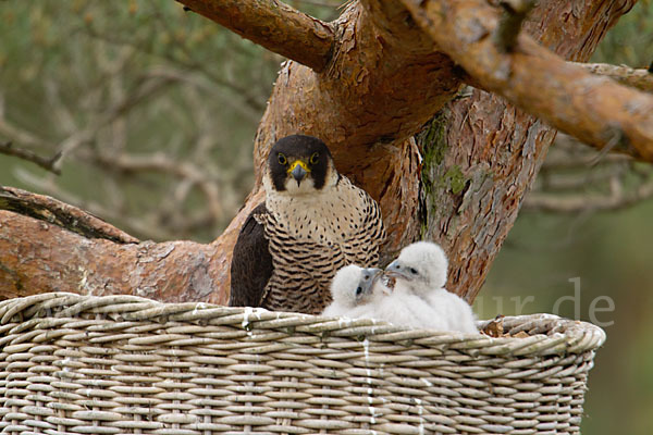 Wanderfalke (Falco peregrinus)