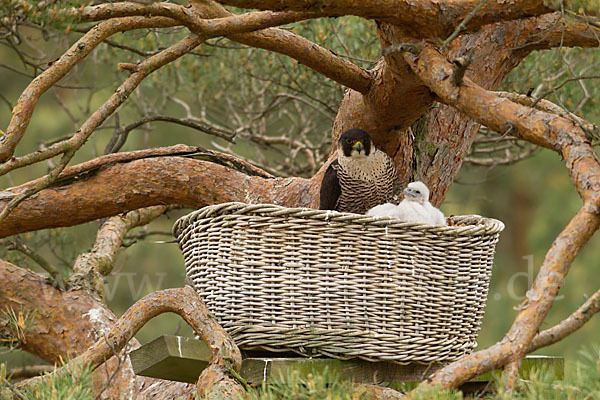 Wanderfalke (Falco peregrinus)