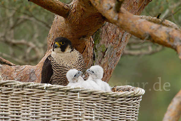 Wanderfalke (Falco peregrinus)