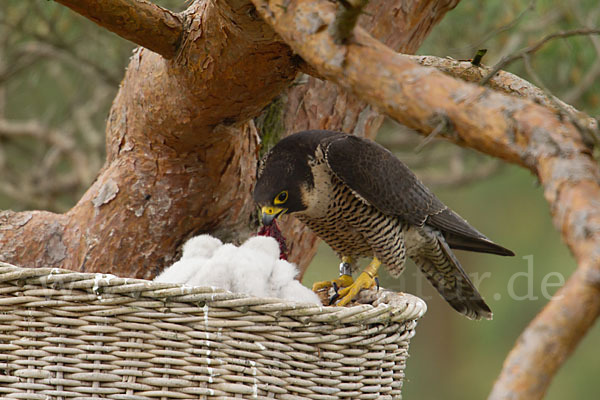 Wanderfalke (Falco peregrinus)