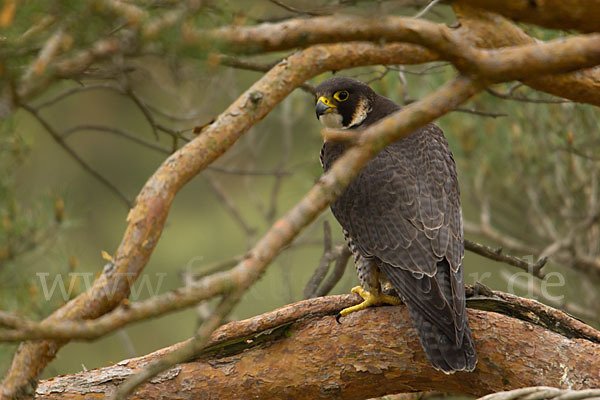 Wanderfalke (Falco peregrinus)