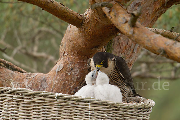 Wanderfalke (Falco peregrinus)