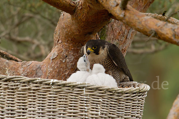 Wanderfalke (Falco peregrinus)