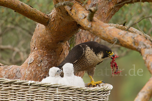 Wanderfalke (Falco peregrinus)