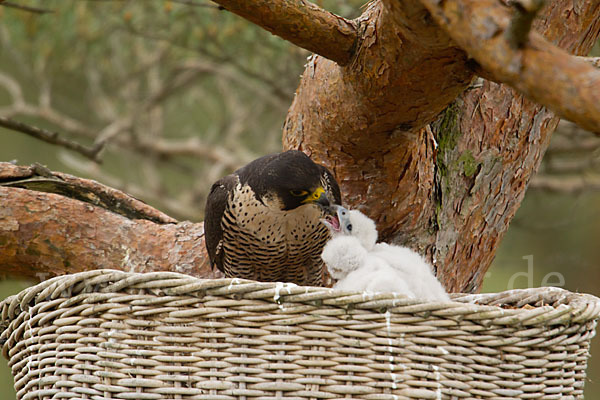 Wanderfalke (Falco peregrinus)