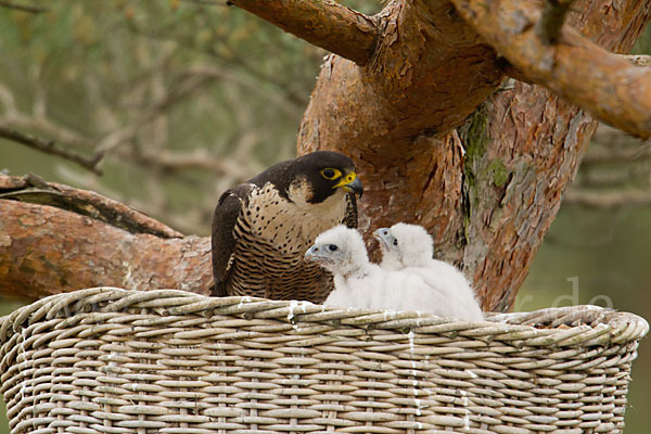 Wanderfalke (Falco peregrinus)