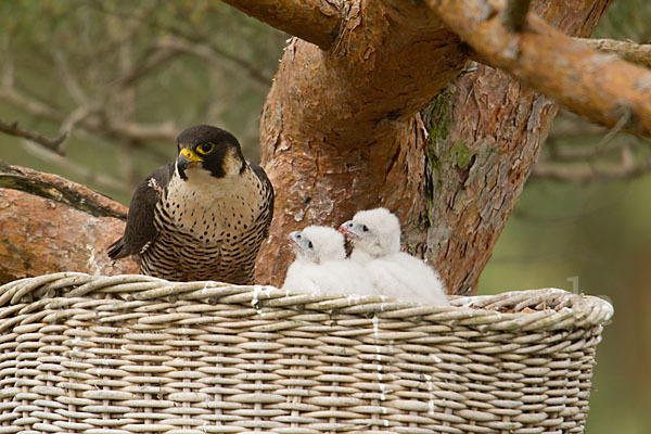 Wanderfalke (Falco peregrinus)