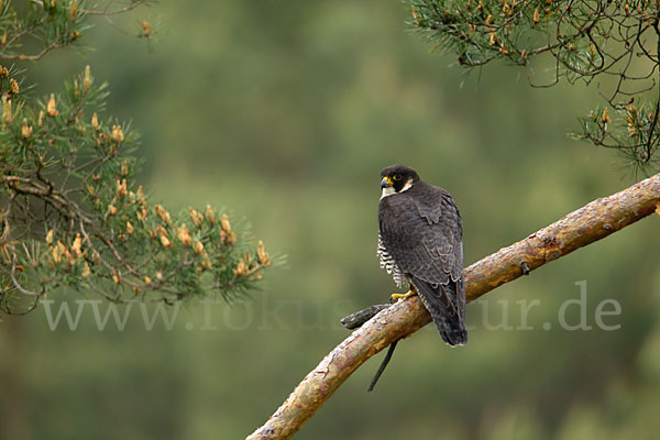 Wanderfalke (Falco peregrinus)