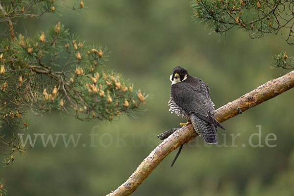 Wanderfalke (Falco peregrinus)